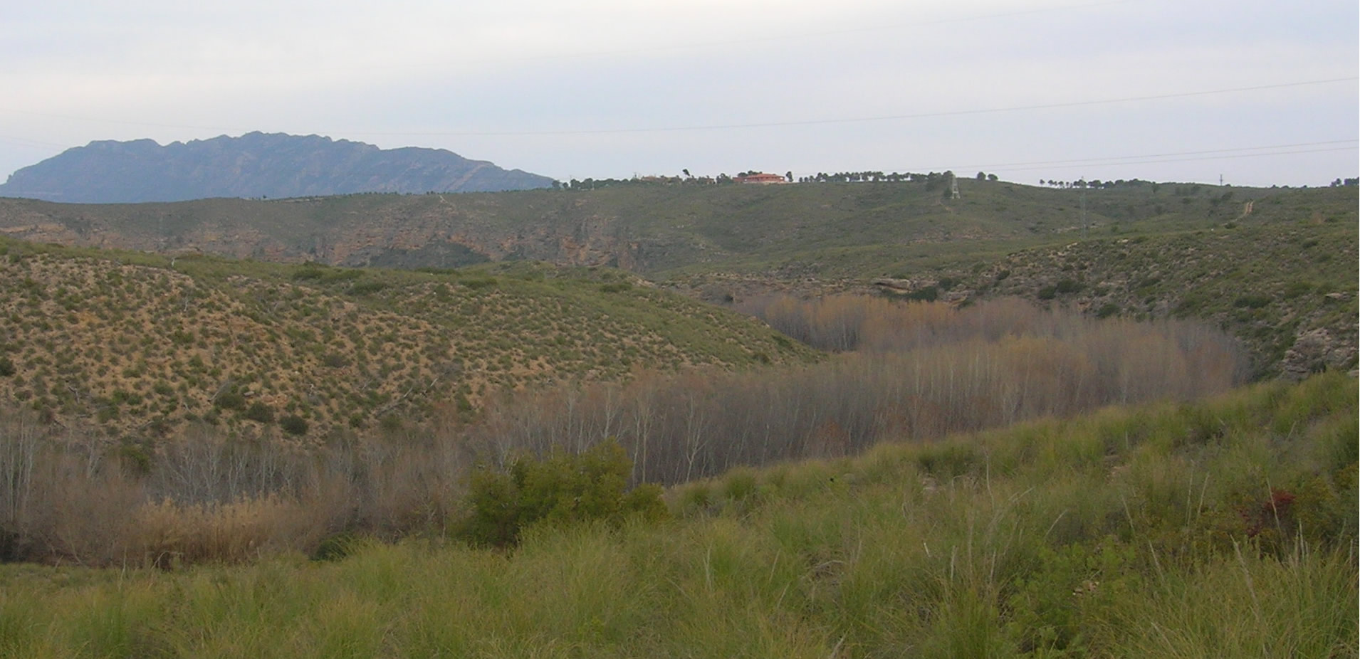 Bosque de ribera del río Segura en la reserva de Cañaverosa, Calasparra