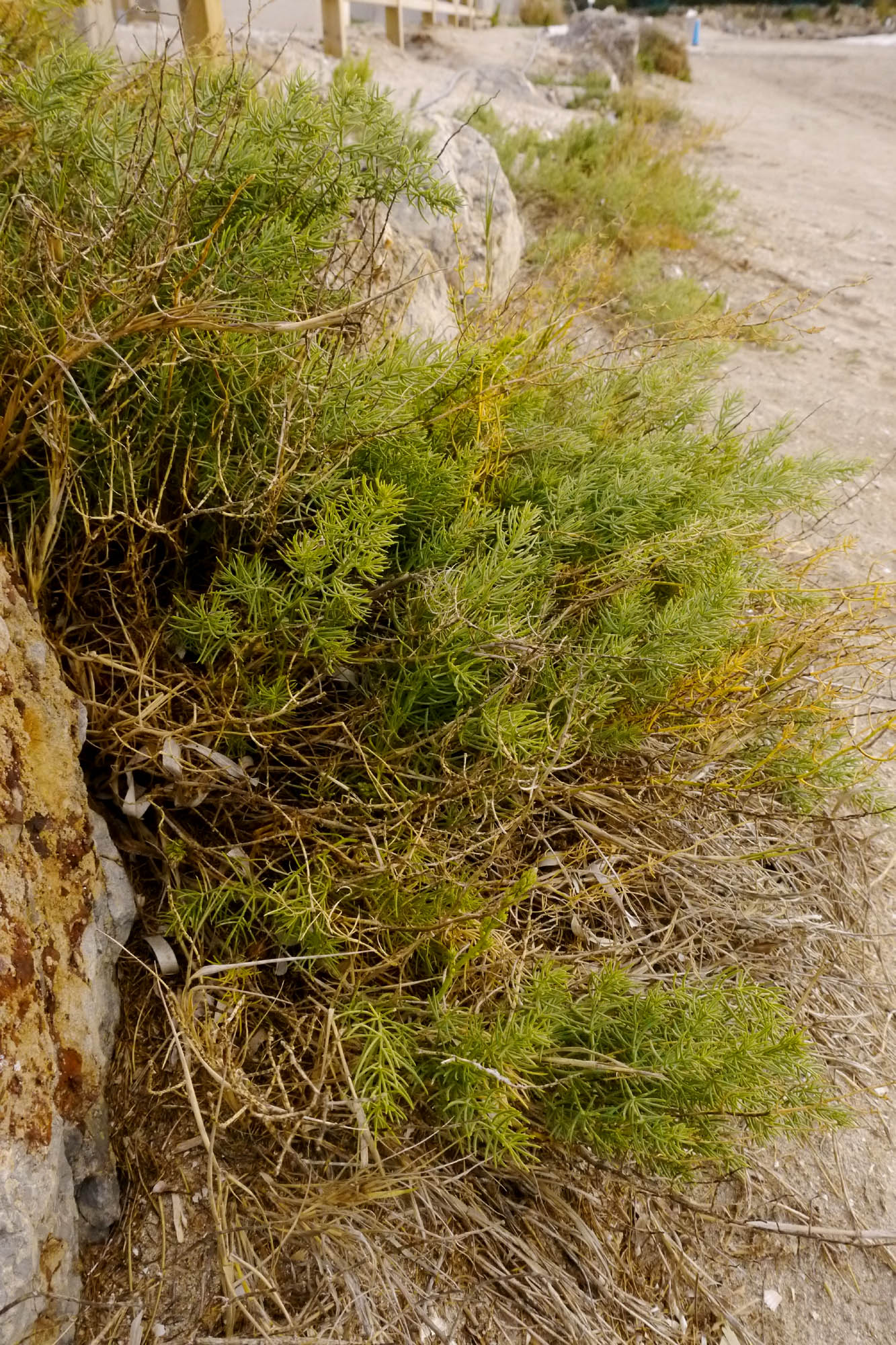 Asparagus macrorrhizus en Veneziola, La Manga del Mar Menor