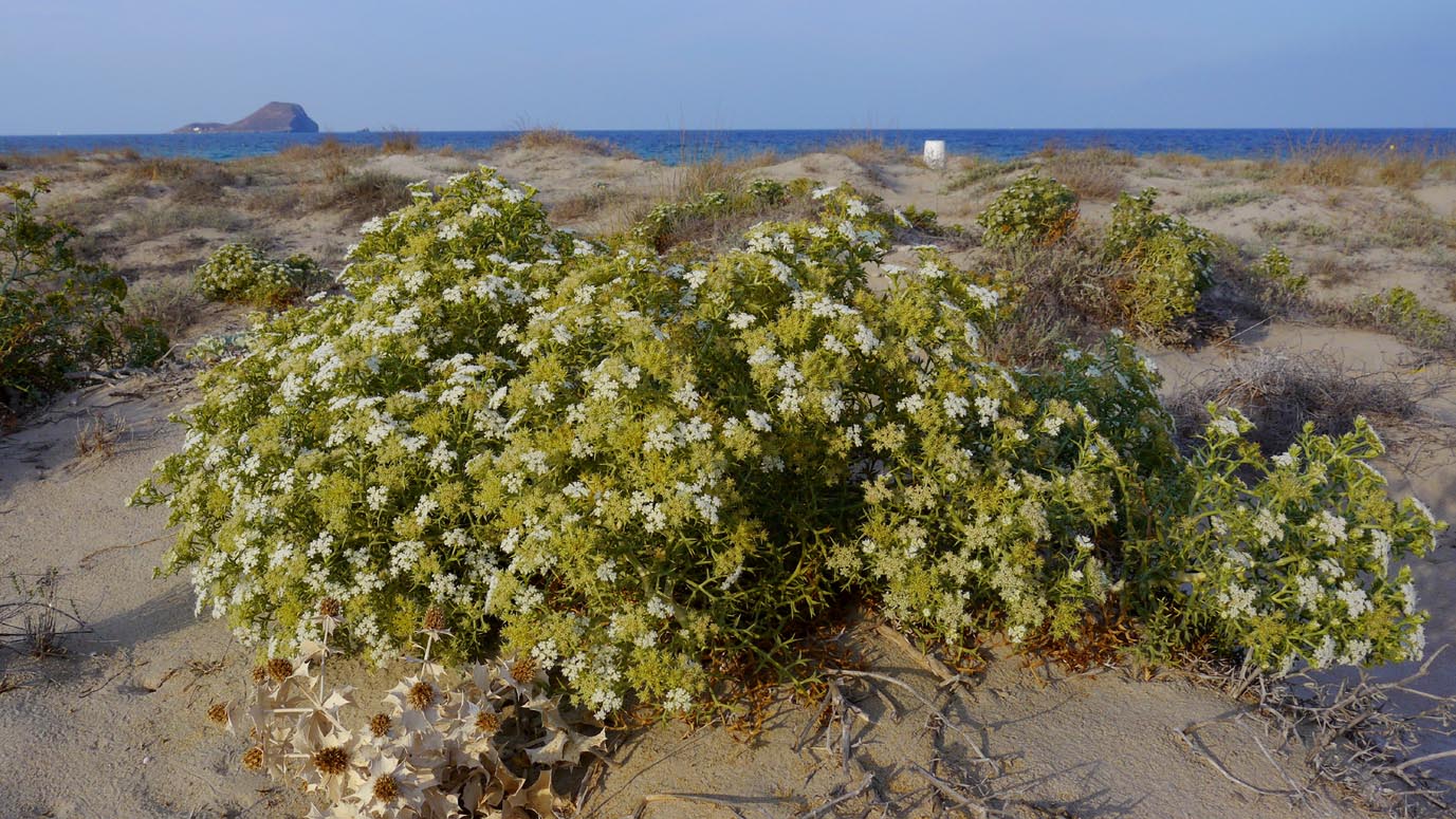 Dunas y vegetación costera en La Manga del Mar Menor junto al Mediterráneo